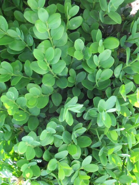 Buxus Sempervirens - View 7 from www redcrocus com