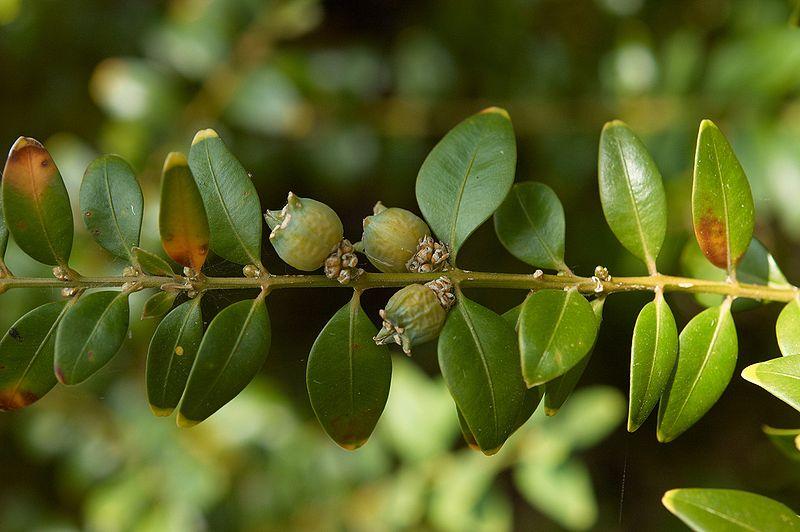 Buxus Sempervirens - View 8 from www redcrocus com