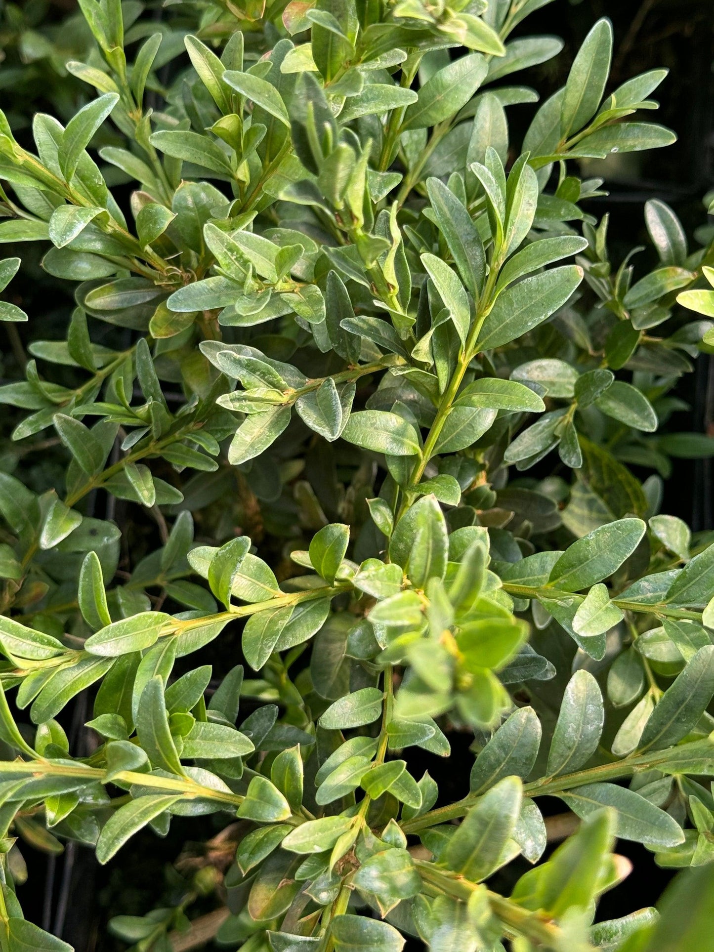 Buxus Sempervirens - View 9 from www redcrocus com