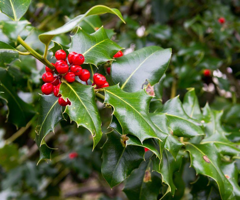 Ilex Aquipernyi Dragon Lady - View 14 from www redcrocus com