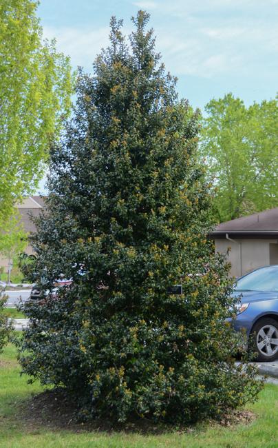 Ilex Aquipernyi Dragon Lady - View 3 from www redcrocus com