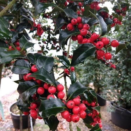 Ilex Aquipernyi Dragon Lady - View 8 from www redcrocus com