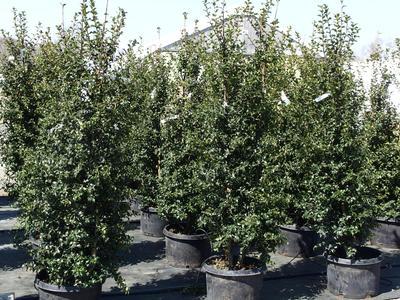 Ilex Aquipernyi Dragon Lady - View 9 from www redcrocus com