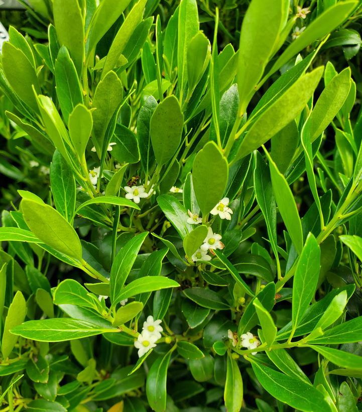 Ilex Glabra Shamrock - View 8 from www redcrocus com