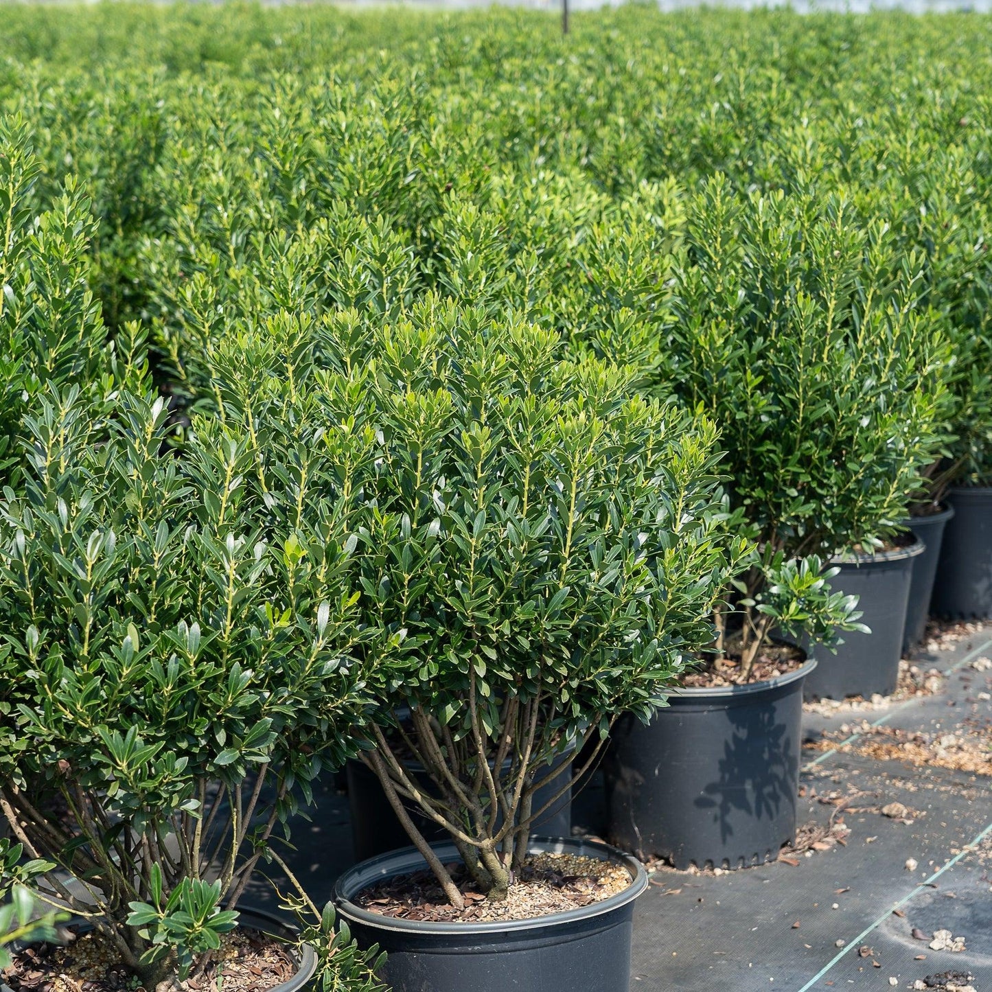 Ilex Glabra Shamrock - View 9 from www redcrocus com