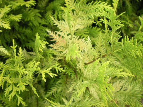 Chamaecyparis Obtusa 'crippsii' - View 15 from www redcrocus com