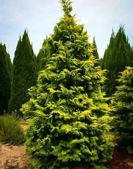 Chamaecyparis Obtusa 'crippsii' - View 3 from www redcrocus com