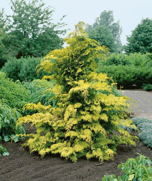 Chamaecyparis Obtusa 'crippsii' - View 4 from www redcrocus com