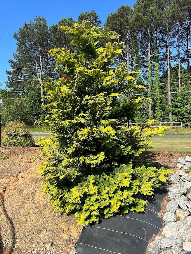 Chamaecyparis Obtusa 'crippsii' - View 8 from www redcrocus com
