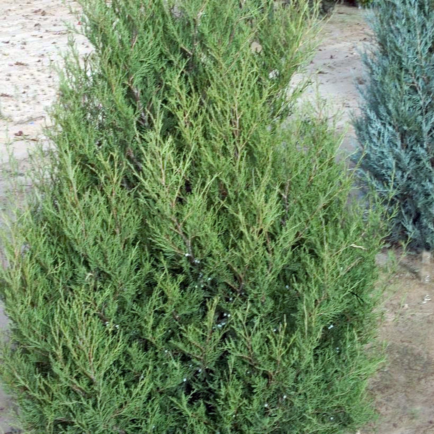 Juniperus Chinensis Spartan - View 11 from www redcrocus com