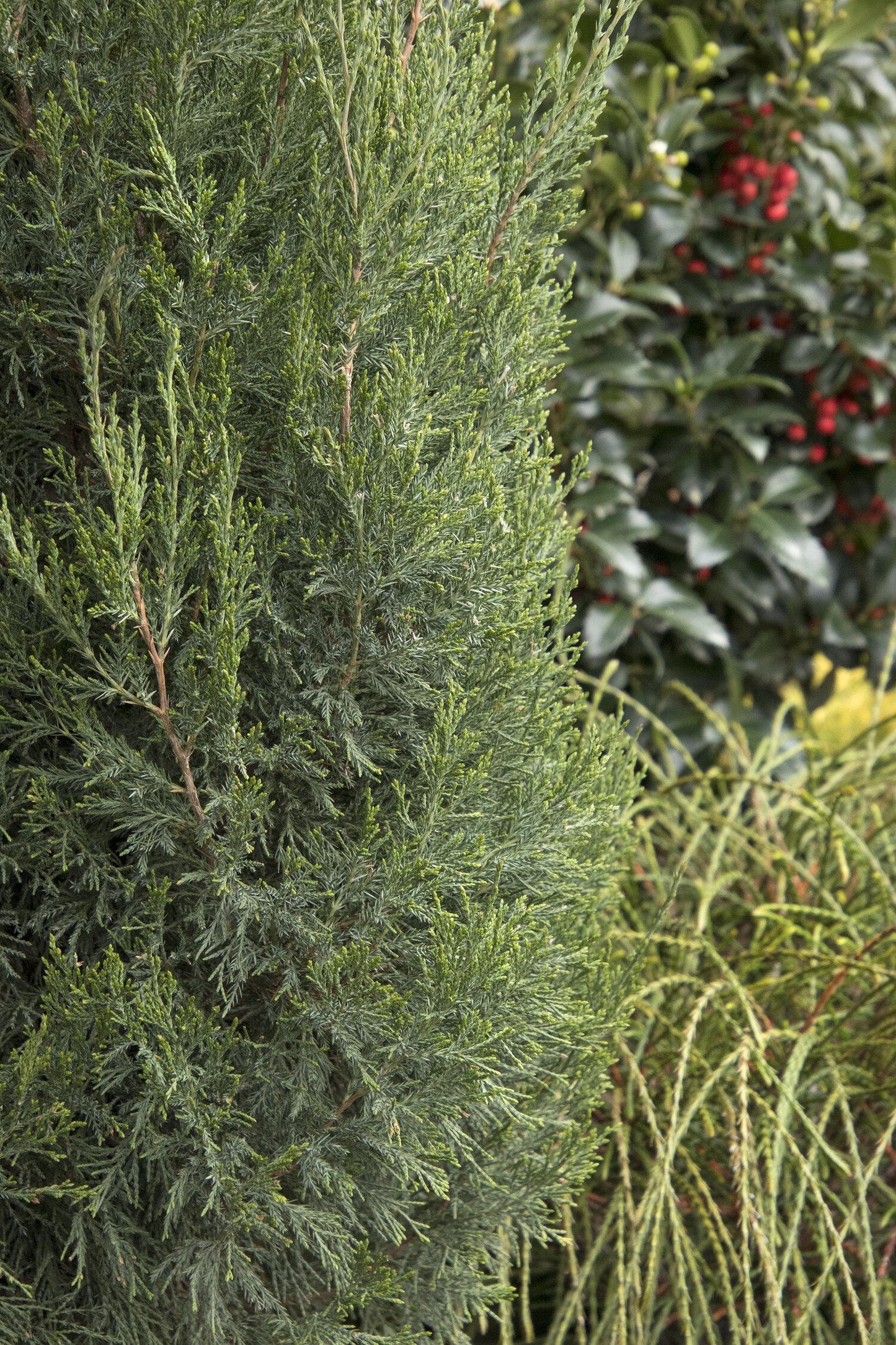 Juniperus Chinensis Spartan - View 12 from www redcrocus com