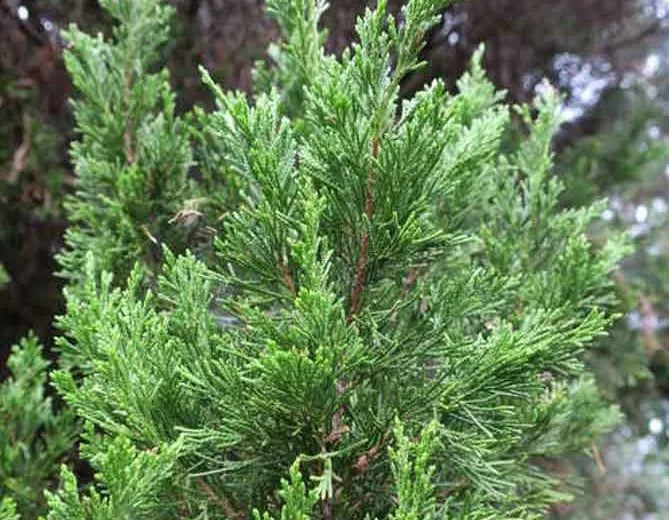 Juniperus Chinensis Spartan - View 13 from www redcrocus com