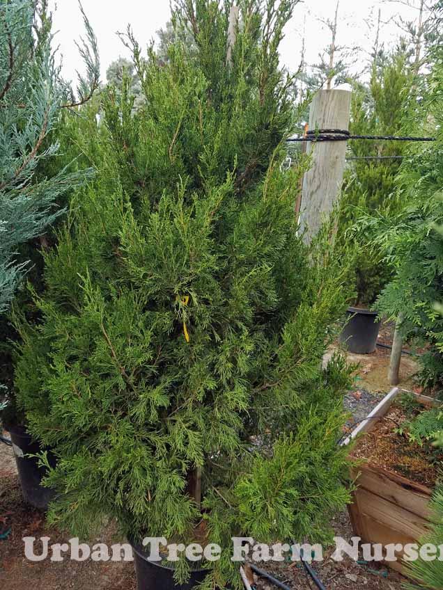 Juniperus Chinensis Spartan - View 13 from www redcrocus com
