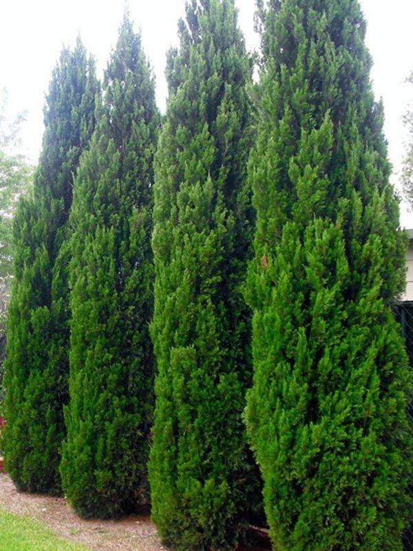 Juniperus Chinensis Spartan - View 14 from www redcrocus com