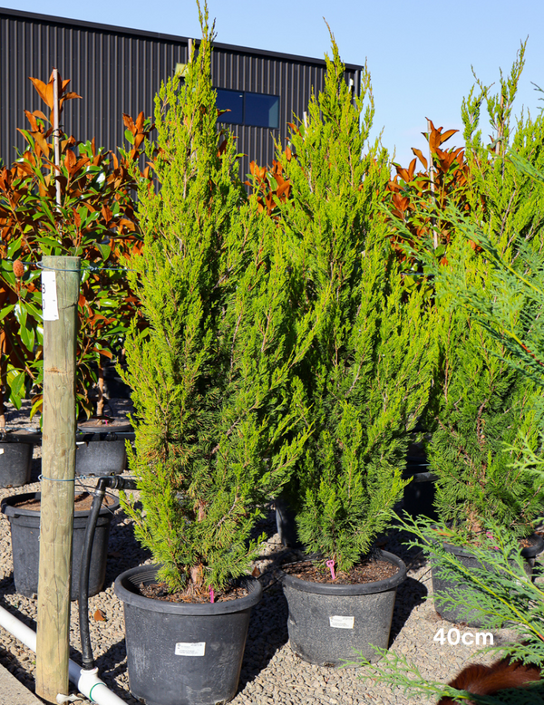 Juniperus Chinensis Spartan - View 16 from www redcrocus com