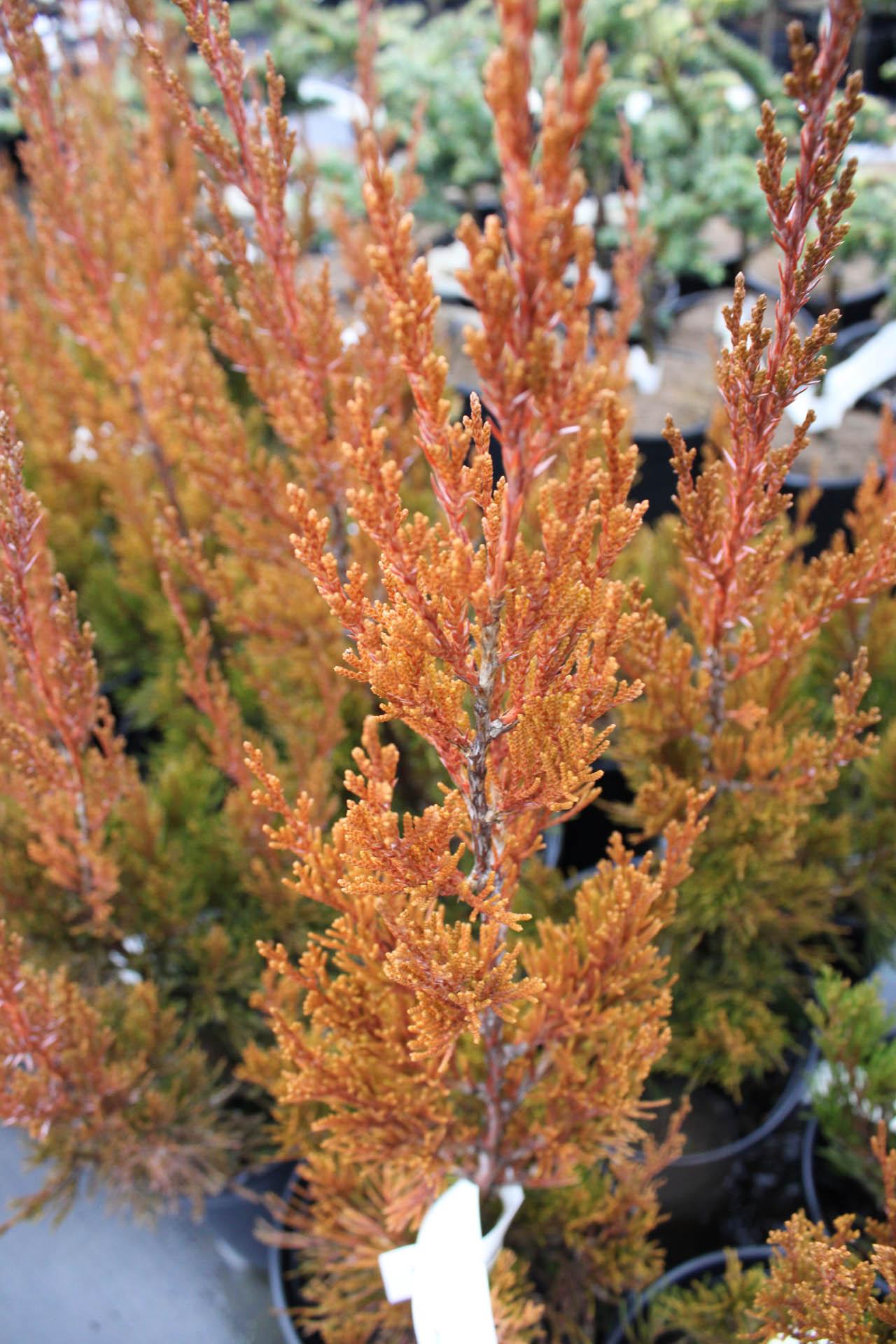 Juniperus Chinensis Spartan - View 16 from www redcrocus com
