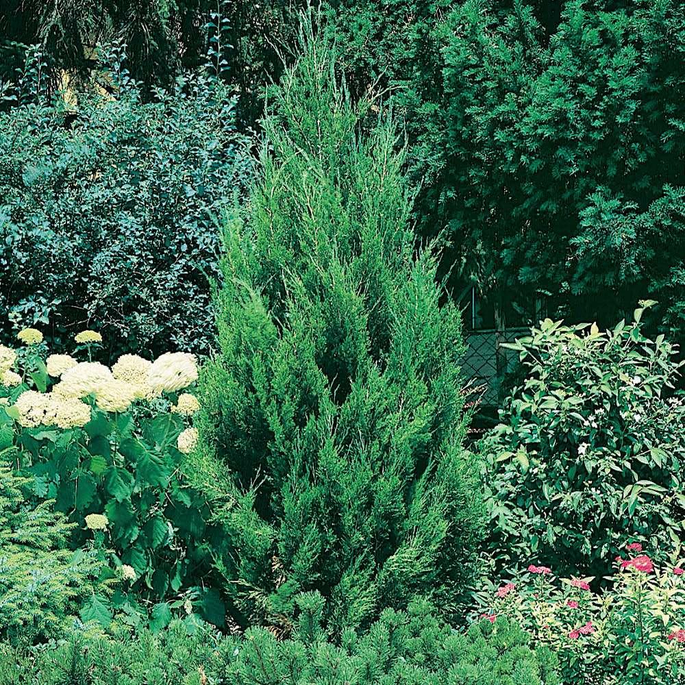 Juniperus Chinensis Spartan - View 18 from www redcrocus com