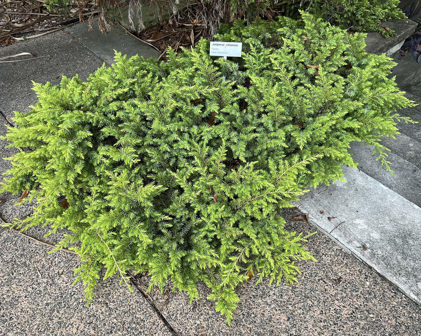Juniperus Chinensis Spartan - View 2 from www redcrocus com
