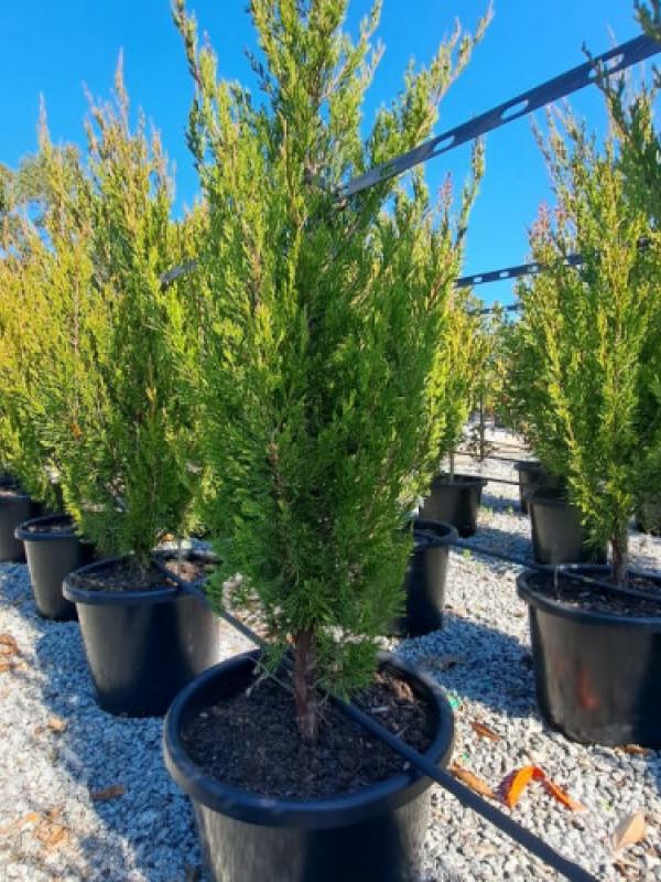 Juniperus Chinensis Spartan - View 3 from www redcrocus com