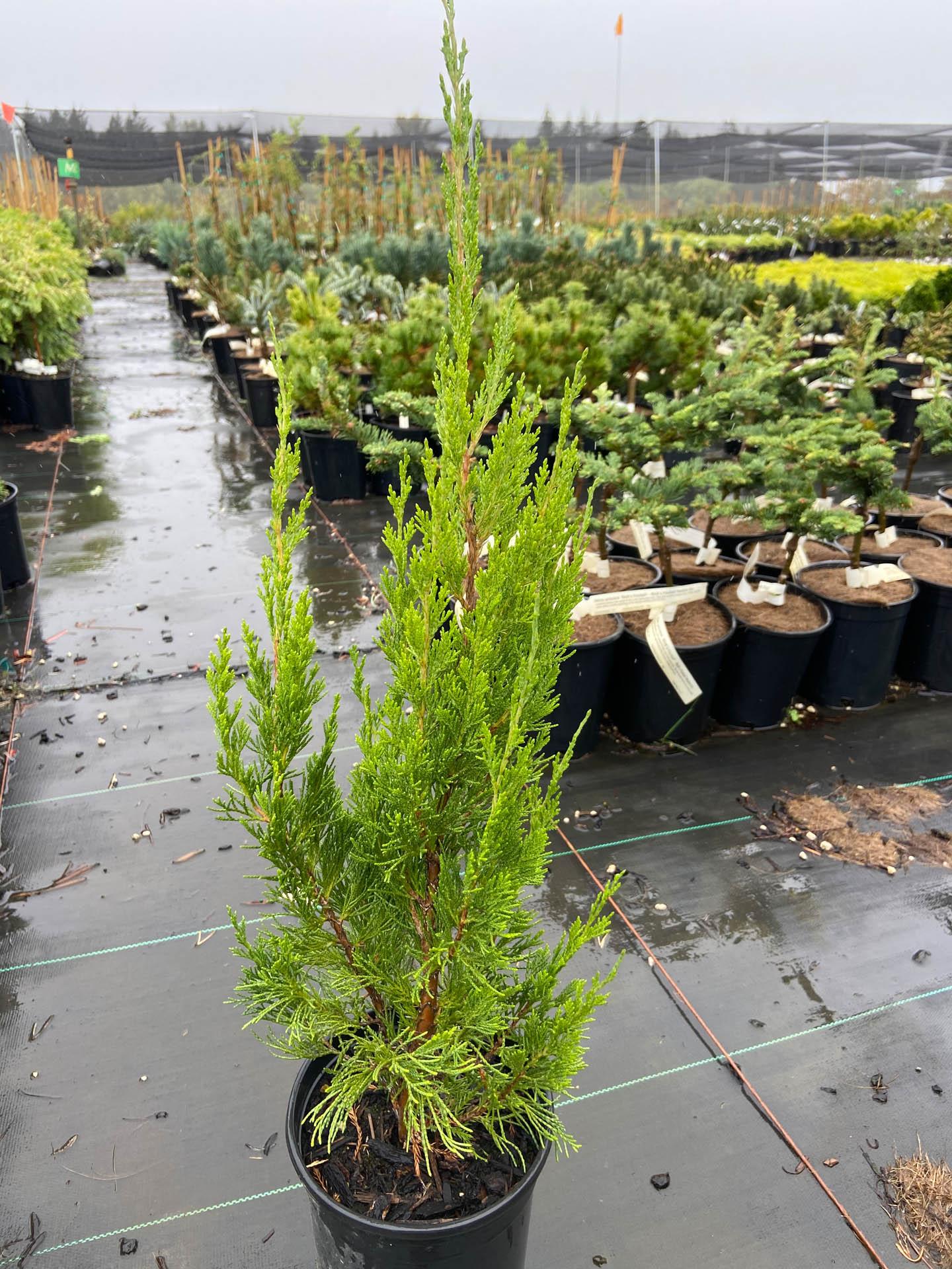 Juniperus Chinensis Spartan - View 4 from www redcrocus com