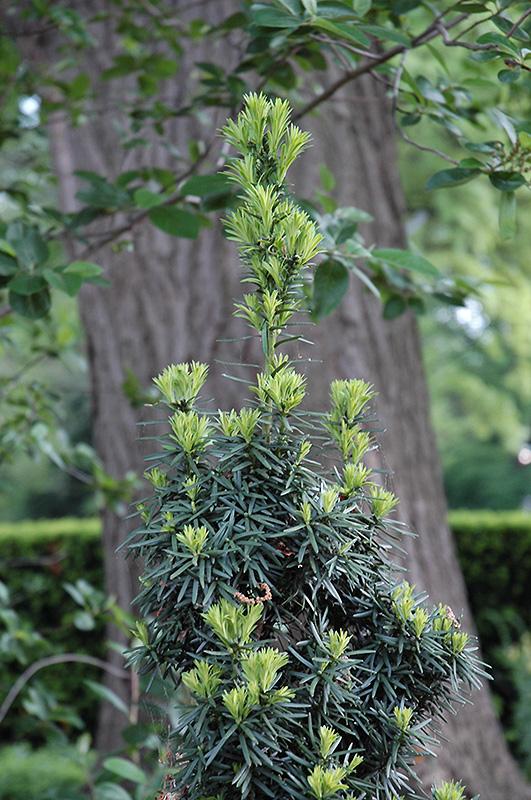 Taxus Media Flushing - View 11 from www redcrocus com