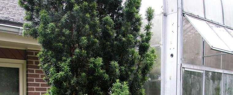 Taxus Media Flushing - View 12 from www redcrocus com
