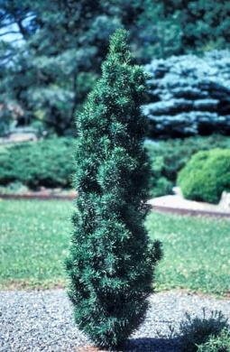 Taxus Media Flushing - View 15 from www redcrocus com