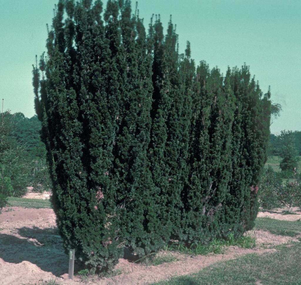 Taxus Media Flushing - View 16 from www redcrocus com
