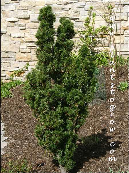 Taxus Media Flushing - View 1 from www redcrocus com