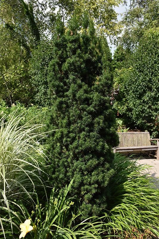 Taxus Media Flushing - View 5 from www redcrocus com