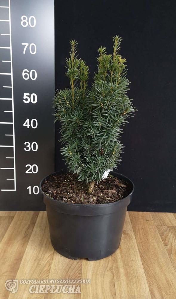 Taxus Media Flushing - View 7 from www redcrocus com