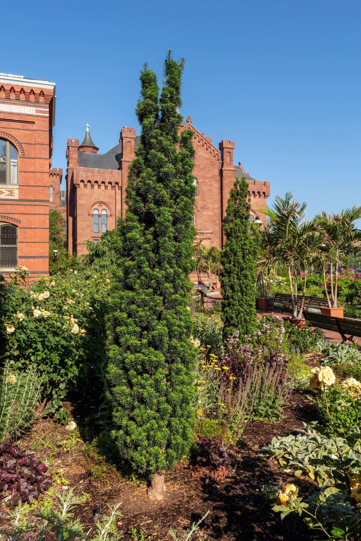 Taxus Media Flushing - View 8 from www redcrocus com