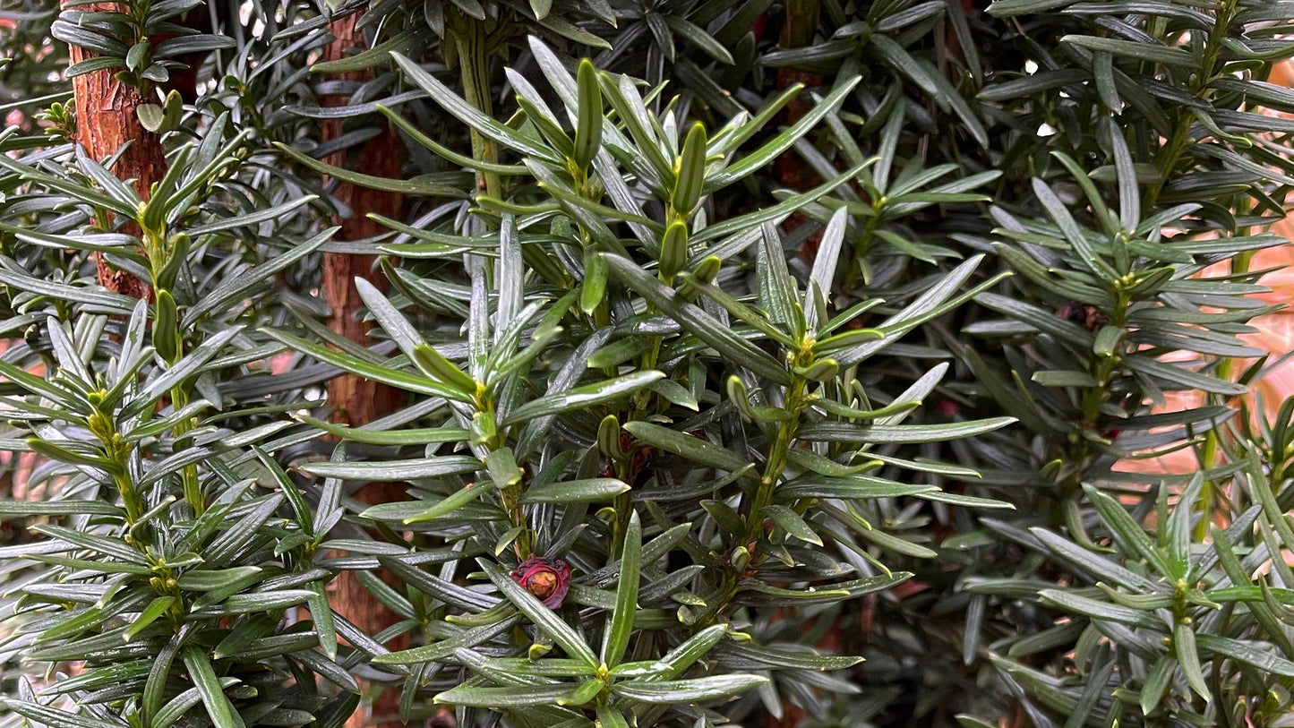 Taxus Media Flushing - View 9 from www redcrocus com
