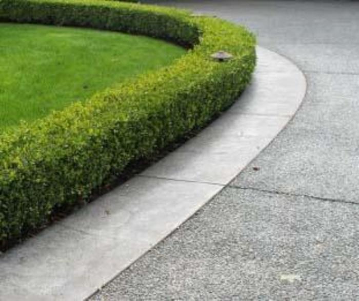 Buxus Microphylla 'green Gem' - View 13 from www redcrocus com