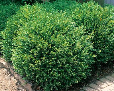 Buxus Microphylla 'green Gem' - View 14 from www redcrocus com