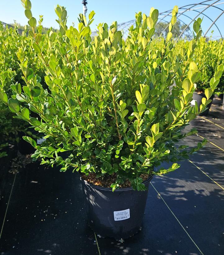 Buxus Microphylla 'green Gem' - View 17 from www redcrocus com