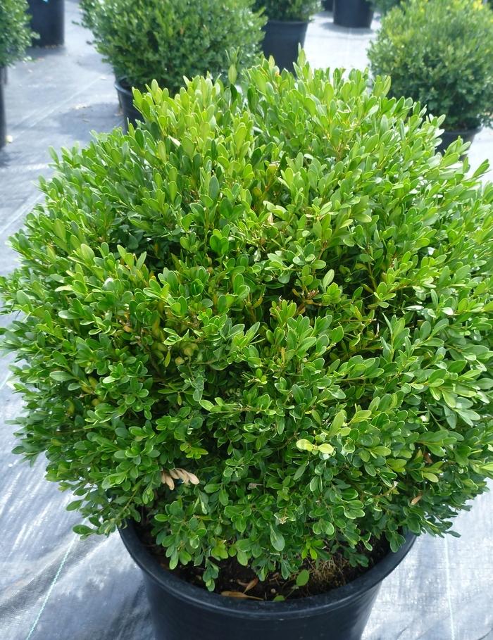 Buxus Microphylla 'green Gem' - View 18 from www redcrocus com