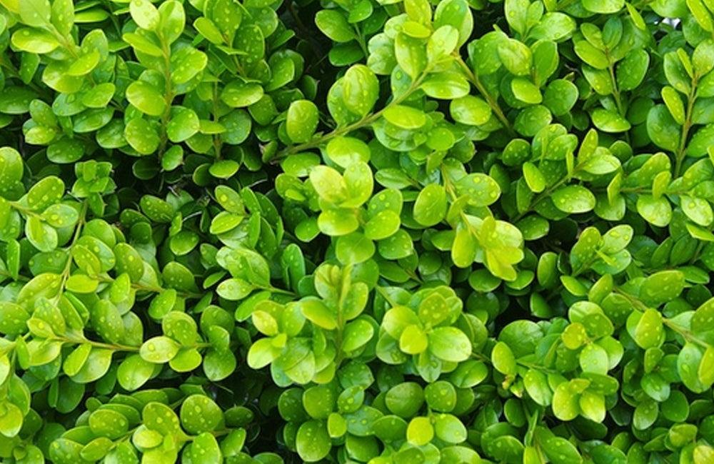 Buxus Microphylla 'green Gem' - View 19 from www redcrocus com