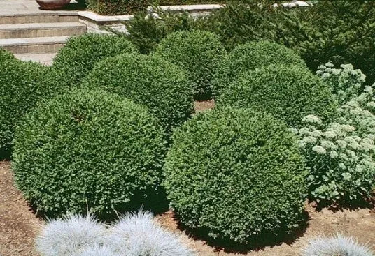 Buxus Microphylla 'green Gem' - View 21 from www redcrocus com