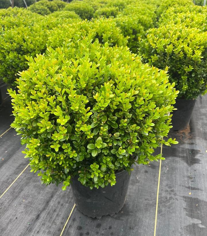 Buxus Microphylla 'green Gem' - View 22 from www redcrocus com