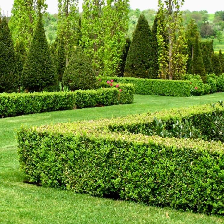 Buxus Microphylla 'green Gem' - View 23 from www redcrocus com