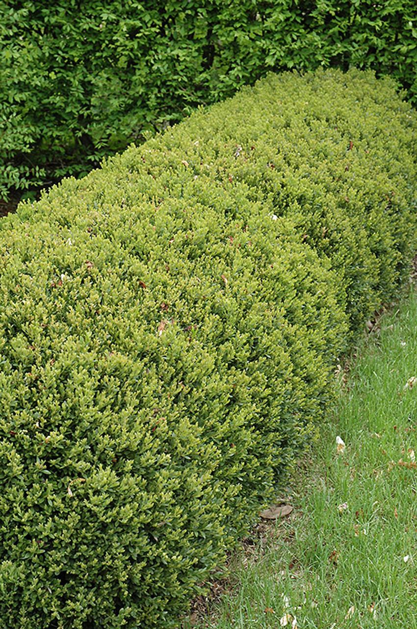 Buxus Microphylla 'green Gem' - View 26 from www redcrocus com