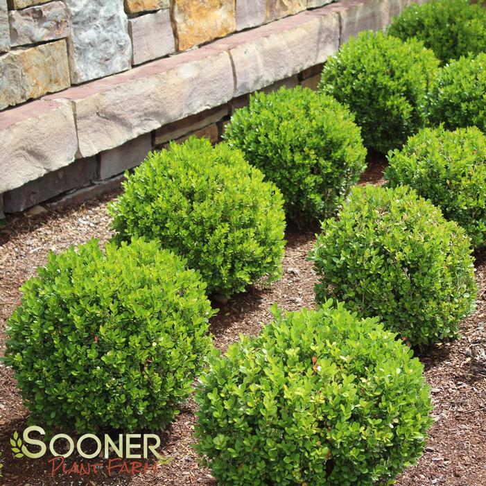 Buxus Microphylla 'green Gem' - View 28 from www redcrocus com