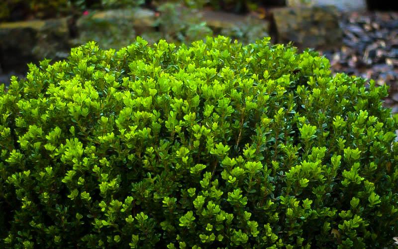 Buxus Microphylla 'green Gem' - View 31 from www redcrocus com