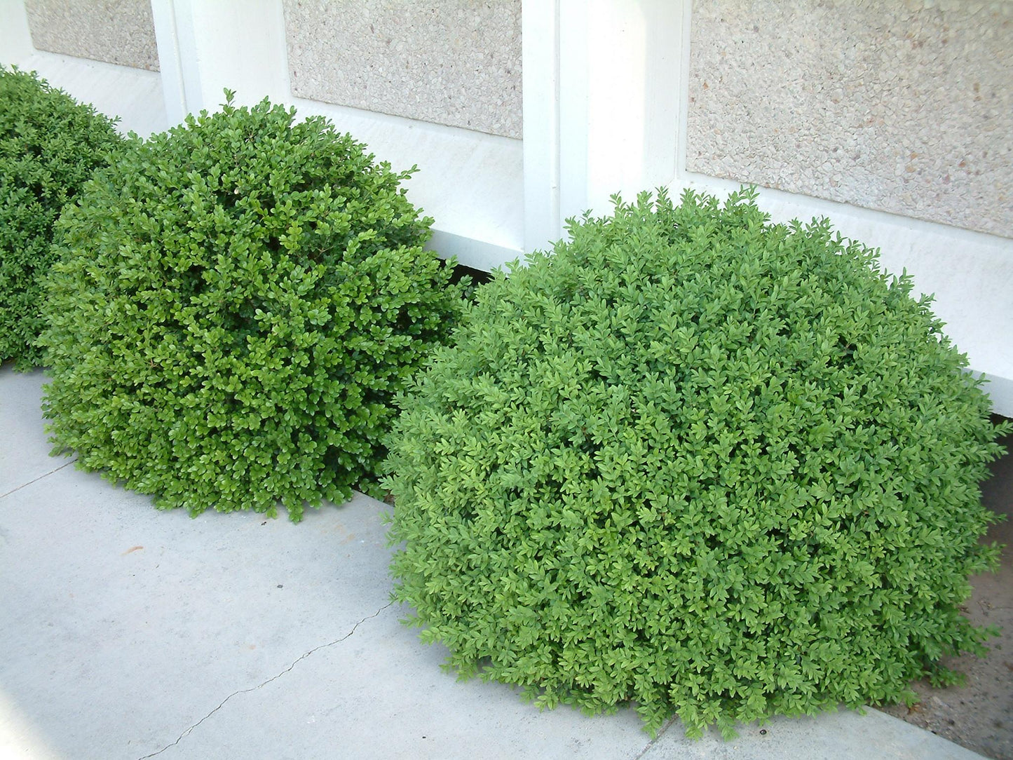 Buxus Microphylla 'green Gem' - View 3 from www redcrocus com