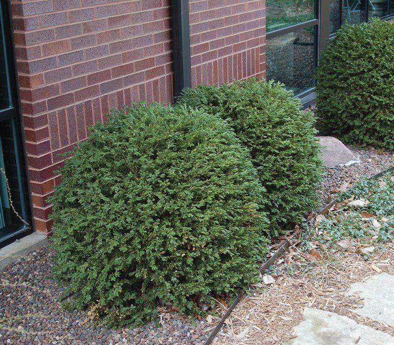 Buxus Microphylla 'green Gem' - View 4 from www redcrocus com