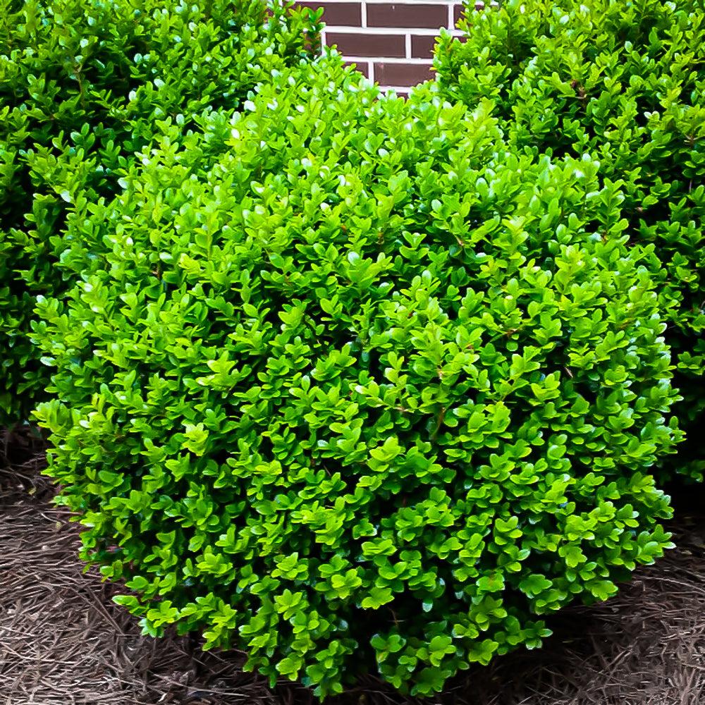 Buxus Microphylla 'green Gem' - View 7 from www redcrocus com
