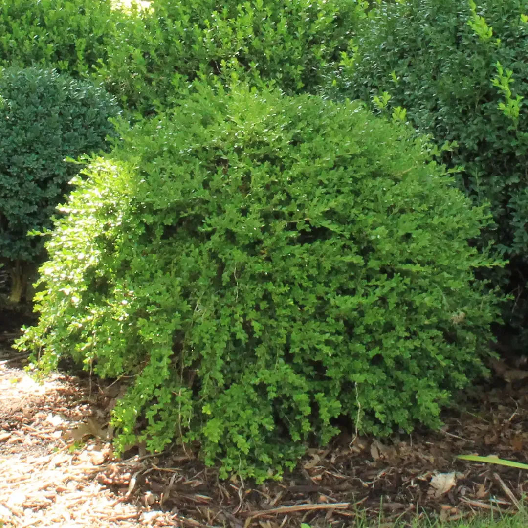 Buxus Microphylla 'green Gem' - View 9 from www redcrocus com