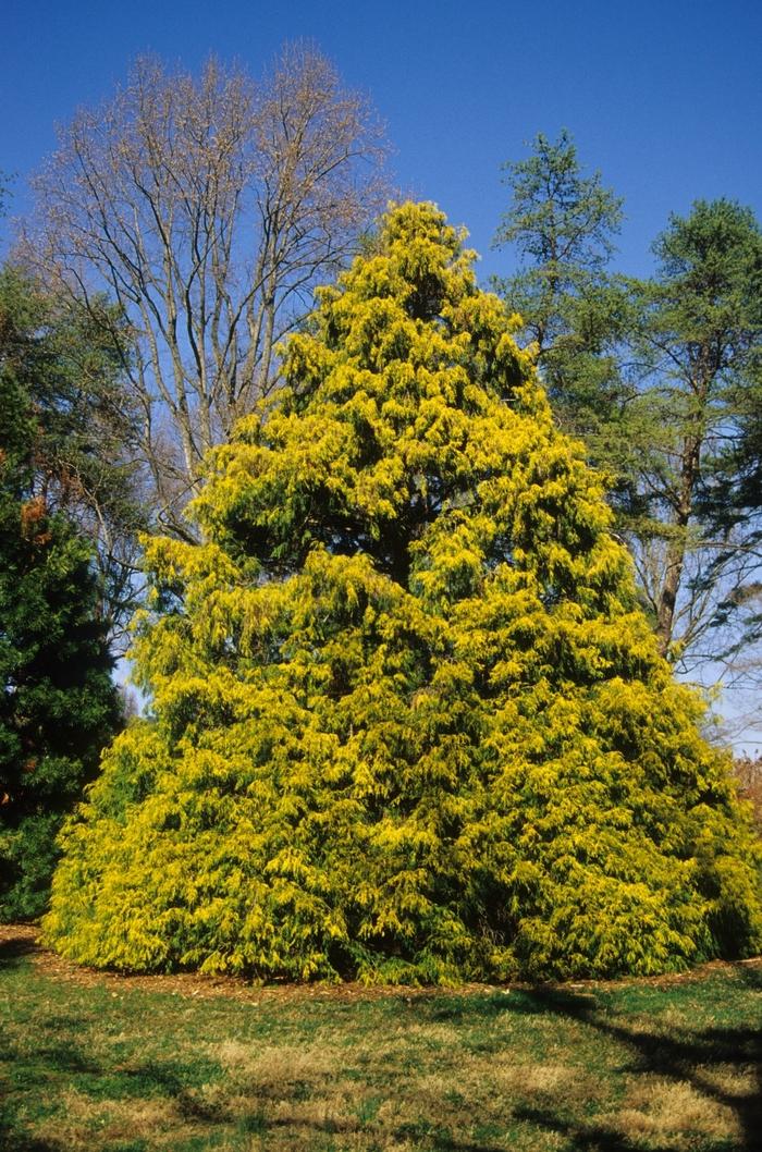 Chamaecyparis Pisifera Filifera Aurea - View 16 from www redcrocus com
