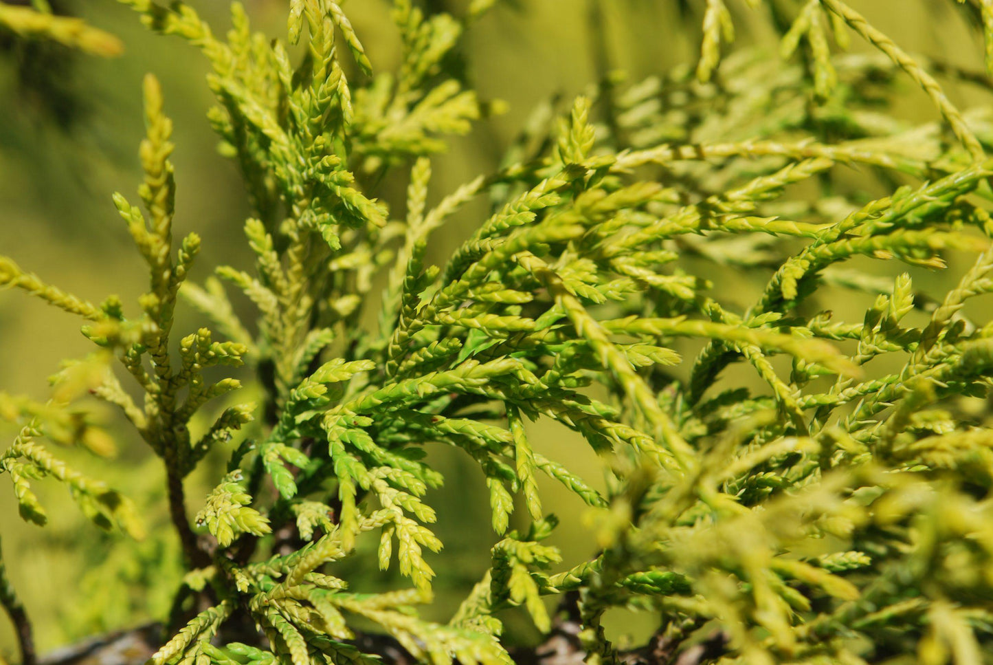 Chamaecyparis Pisifera Filifera Aurea - View 18 from www redcrocus com